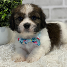 Havanese Puppy Farrell