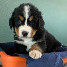 Bernese Mountain Dog Puppy Brandon