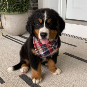 Bernese Mountain Dog Puppy Brandon
