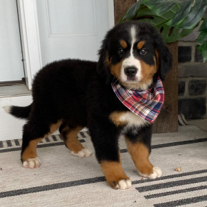Bernese Mountain Dog Puppy Brandon