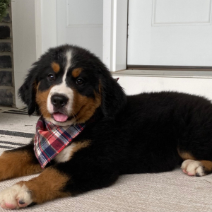 Bernese Mountain Dog Puppy Brandon