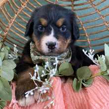 Bernese Mountain Dog Puppy Bailey