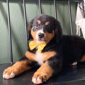 Bernese Mountain Dog Puppy Bailey
