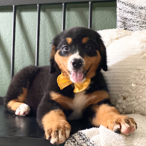 Bernese Mountain Dog Puppy Bailey