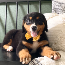 Bernese Mountain Dog Puppy Bailey