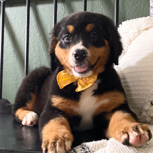 Bernese Mountain Dog Puppy Bailey