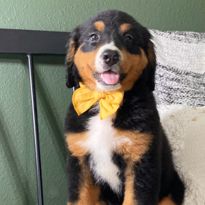 Bernese Mountain Dog Puppy Bailey