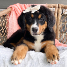Bernese Mountain Dog Puppy Bailey