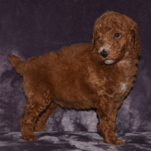 Poodle Puppy Nathan