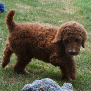 Poodle Puppy Nathan