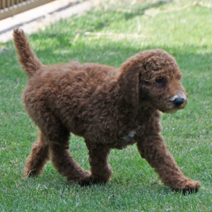 Poodle Puppy Nathan