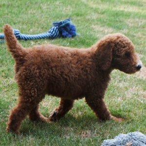 Poodle Puppy Nathan
