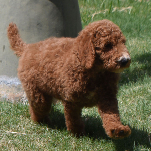 Poodle Puppy Nathan