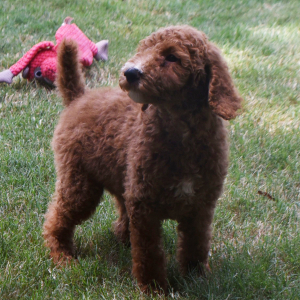 Poodle Puppy Nathan