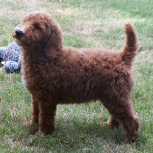 Poodle Puppy Nathan