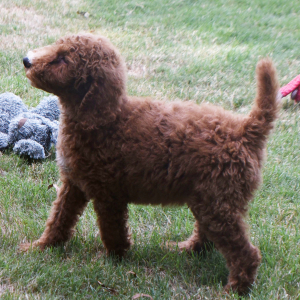 Poodle Puppy Nathan
