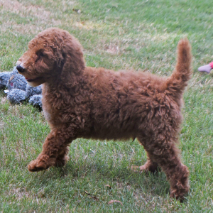 Poodle Puppy Nathan