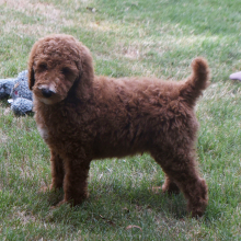 Poodle Puppy Nathan