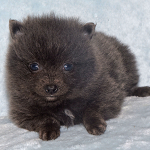 Pomeranian Puppy Cora