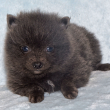 Pomeranian Puppy Cora