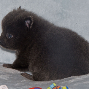 Pomeranian Puppy Cora
