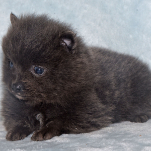 Pomeranian Puppy Cora