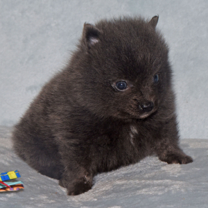 Pomeranian Puppy Cora