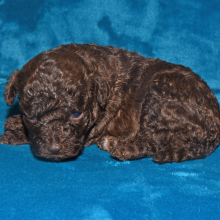 Labradoodle Puppy Pia
