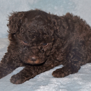 Labradoodle Puppy Pia