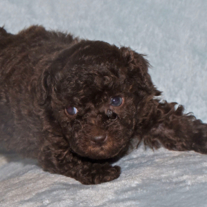 Labradoodle Puppy Pia
