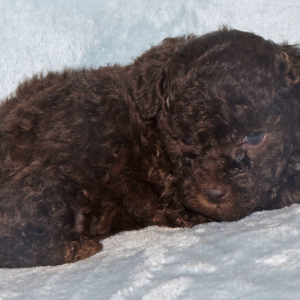 Labradoodle Puppy Pia