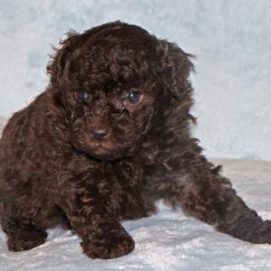 Labradoodle Puppy Pia