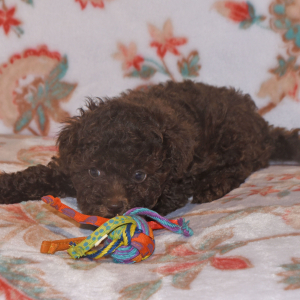 Labradoodle Puppy Pia