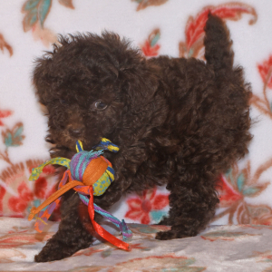 Labradoodle Puppy Pia
