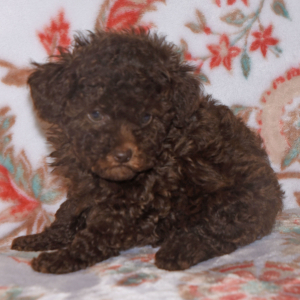 Labradoodle Puppy Pia