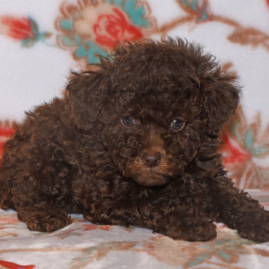 Labradoodle Puppy Pia