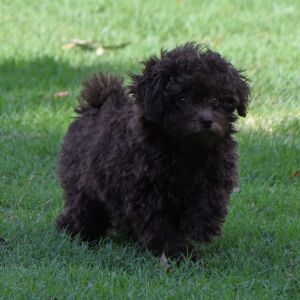 Labradoodle Puppy Pia