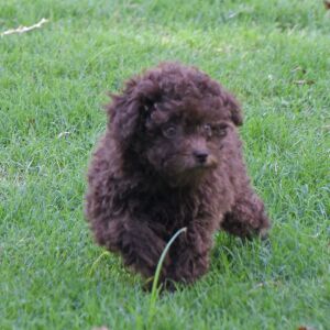 Labradoodle Puppy Pia