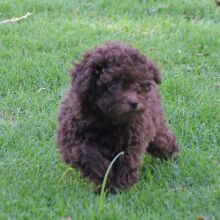 Labradoodle Puppy Pia