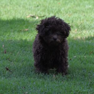 Labradoodle Puppy Pia