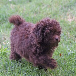 Labradoodle Puppy Pia