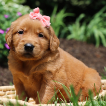 Golden Retriever Puppy Remy