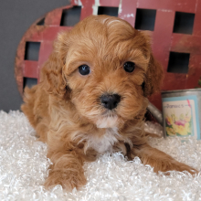 Cockapoo Puppy Reba