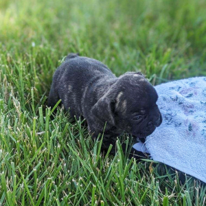 French Bulldog Puppy Sarah