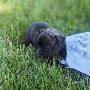 French Bulldog Puppy Sarah