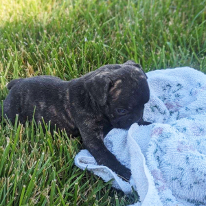French Bulldog Puppy Sarah