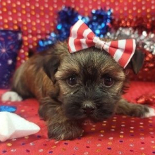 Havanese Puppy Lola
