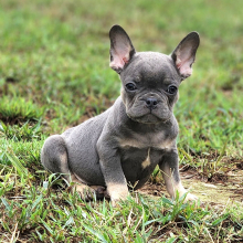 French Bulldog Puppy Abel