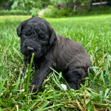 Labradoodle Puppy Clara