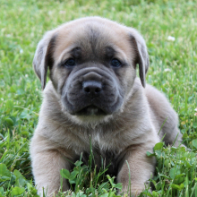 Cane Corso Puppy Rodney
